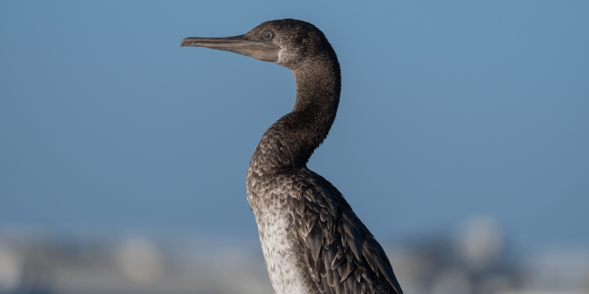 Global Biodiversity Must Be Protected For Human Survival